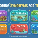 synonyms for turtle